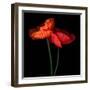 poppy-Magda Indigo-Framed Photographic Print