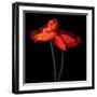 poppy-Magda Indigo-Framed Photographic Print