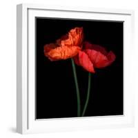 poppy-Magda Indigo-Framed Photographic Print