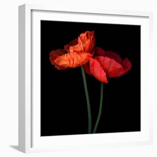 poppy-Magda Indigo-Framed Photographic Print