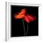 poppy-Magda Indigo-Framed Photographic Print