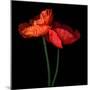 poppy-Magda Indigo-Mounted Photographic Print