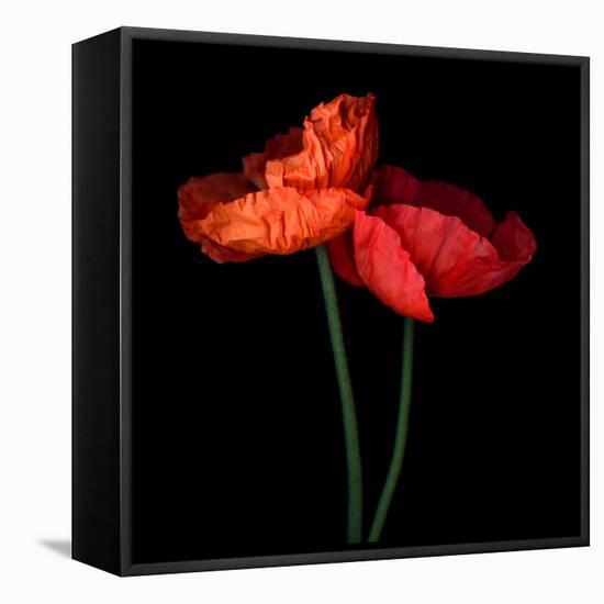 poppy-Magda Indigo-Framed Stretched Canvas