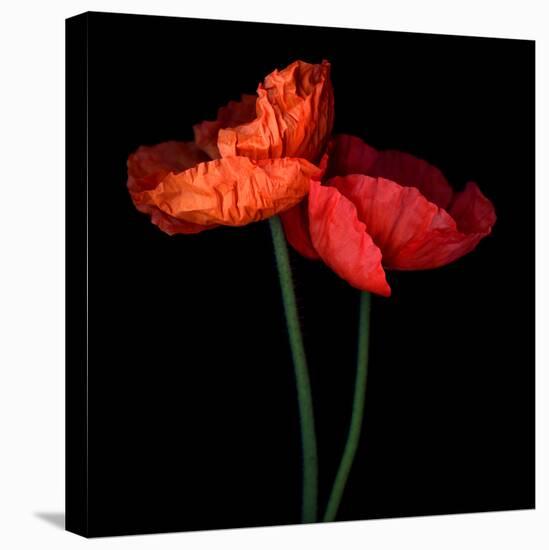 poppy-Magda Indigo-Stretched Canvas