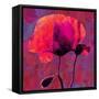 Poppy-Scott J. Davis-Framed Stretched Canvas