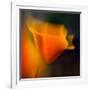 Poppy-Ursula Abresch-Framed Photographic Print