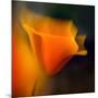 Poppy-Ursula Abresch-Mounted Photographic Print