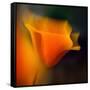 Poppy-Ursula Abresch-Framed Stretched Canvas