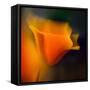 Poppy-Ursula Abresch-Framed Stretched Canvas