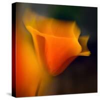 Poppy-Ursula Abresch-Stretched Canvas