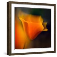 Poppy-Ursula Abresch-Framed Photographic Print