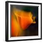 Poppy-Ursula Abresch-Framed Photographic Print