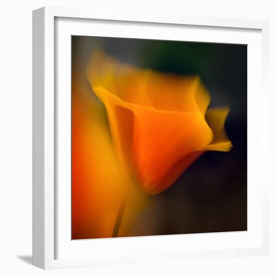 Poppy-Ursula Abresch-Framed Photographic Print