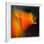 Poppy-Ursula Abresch-Framed Photographic Print