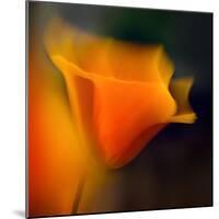 Poppy-Ursula Abresch-Mounted Photographic Print