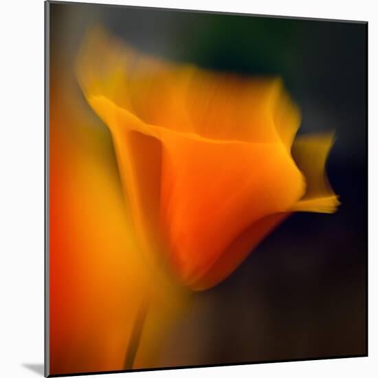 Poppy-Ursula Abresch-Mounted Photographic Print