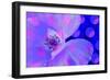 Poppy-Scott J. Davis-Framed Giclee Print