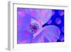 Poppy-Scott J. Davis-Framed Giclee Print