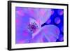 Poppy-Scott J. Davis-Framed Giclee Print