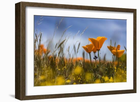 Poppy-Janice Sullivan-Framed Giclee Print