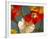 Poppycock-Jan McLaughlin-Framed Art Print