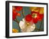 Poppycock-Jan McLaughlin-Framed Art Print