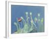 Poppyheads-David Alan Redpath Michie-Framed Giclee Print