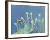 Poppyheads-David Alan Redpath Michie-Framed Giclee Print