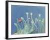 Poppyheads-David Alan Redpath Michie-Framed Giclee Print