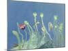 Poppyheads-David Alan Redpath Michie-Mounted Giclee Print