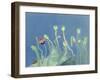 Poppyheads-David Alan Redpath Michie-Framed Giclee Print