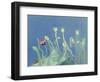 Poppyheads-David Alan Redpath Michie-Framed Premium Giclee Print