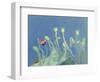 Poppyheads-David Alan Redpath Michie-Framed Premium Giclee Print