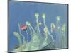 Poppyheads-David Alan Redpath Michie-Mounted Premium Giclee Print