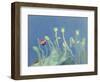 Poppyheads-David Alan Redpath Michie-Framed Giclee Print