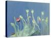 Poppyheads-David Alan Redpath Michie-Stretched Canvas