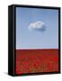 Poppylicious-Doug Chinnery-Framed Stretched Canvas