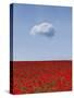 Poppylicious-Doug Chinnery-Stretched Canvas