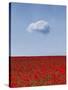 Poppylicious-Doug Chinnery-Stretched Canvas