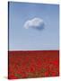 Poppylicious-Doug Chinnery-Stretched Canvas