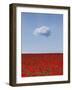 Poppylicious-Doug Chinnery-Framed Photographic Print