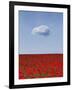 Poppylicious-Doug Chinnery-Framed Photographic Print