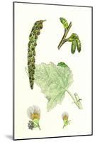 Populus Eu-Alba White Poplar-null-Mounted Giclee Print