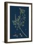 Populus Tremula; Aspen-null-Framed Giclee Print