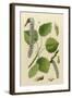 Populus Tremula-null-Framed Art Print