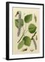 Populus Tremula-null-Framed Art Print