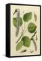 Populus Tremula-null-Framed Stretched Canvas