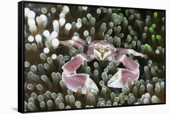 Porcelain Crab in a Sea Anemone (Neopetrolisthes Maculatus), Alam Batu, Bali, Indonesia-Reinhard Dirscherl-Framed Stretched Canvas