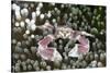 Porcelain Crab in a Sea Anemone (Neopetrolisthes Maculatus), Alam Batu, Bali, Indonesia-Reinhard Dirscherl-Stretched Canvas