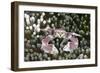 Porcelain Crab in a Sea Anemone (Neopetrolisthes Maculatus), Alam Batu, Bali, Indonesia-Reinhard Dirscherl-Framed Photographic Print